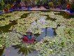 1304220832 - 000 - morroco marrakech lilly pond with dr chanUPDATE